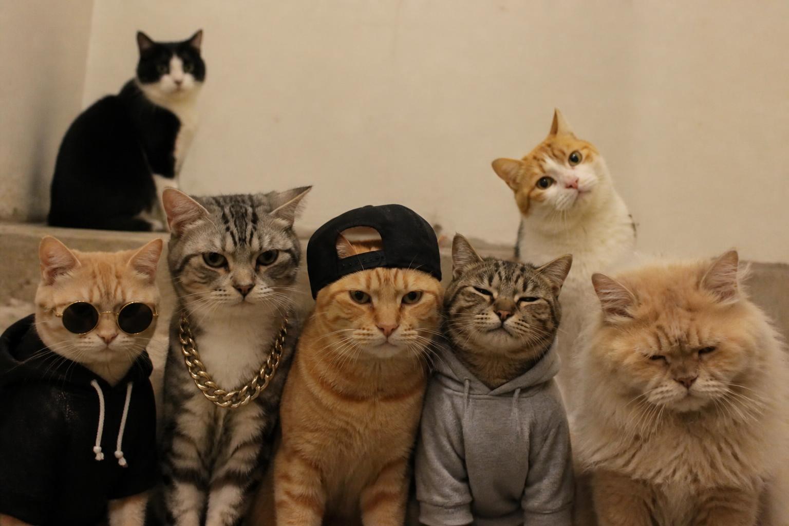 The Cat Gang crew